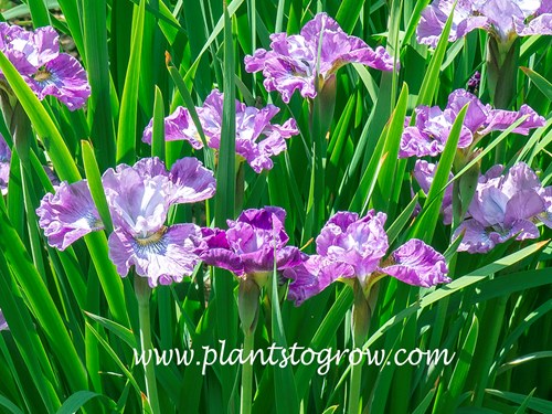 Siberian Iris Strawberry Fair